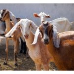 Mana Satu Lebih Menguntungkan Untuk Diusahakan Di Malaysia ? Ternakan Kambing Atau Lembu ?