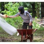 Sering kelihatan tanaman sawit di bawah pengurusan yang baik walaupun menjelang umur tanam semula masih kekal produktif dengan hasil sekitar 20 tan/hektar. Apakah formulasi baja sebatian yang mampu mengekalkan produktiviti ini?