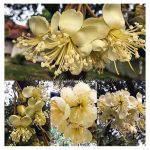 Beri penerangan mana satu unsur baja yang dapat merangsang pengeluaran tunas bunga durian di Malaysia ?