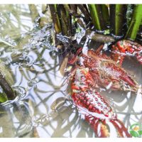 Udang jenis apa yang sesuai diternak di sawah bersama tanaman padi? Adakah model ini berdaya maju ?