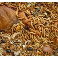 Potensi komersial penternakan ulat roti (mealworms) dan apa kegunaan serangga ini di bidang tersebut ?