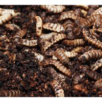 Bahan buangan dari larva lalat askar hitam (black soldier fly, BSF) sangat popular sebagai baja organik berkualiti tinggi di pasaran semasa di Malaysia. Adakah tanggapan ini berasas ?