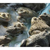 Adakah ternakan katak diusahakan sebagai satu industri berdaya maju? Negara mana yang popular menjalankan penternakan ini ?