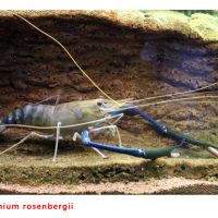 Negara pengeksport utama udang galah di dunia. Spesies apa yang paling bermutu serta kaedah ternakan. Adakah spesies tersebut sesuai diternak secara komersial di Malaysia?