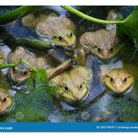 Apa syaratnya untuk memulakan ternakan katak spesies bullfrog di Malaysia ? Beri penerangan mengenai langkah-langkahnya.