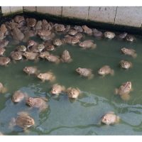 Cara mudah tetapi berbaloi untuk ternakan katak spesies bullfrog khususnya di Malaysia