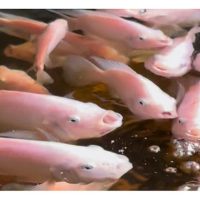 Dalam konteks modal yang terhad, jenis ikan atau udang apa yang tetap berbaloi untuk diternak secara komersial di Malaysia ?