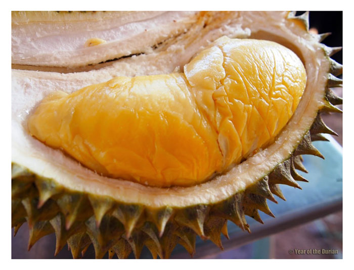 You are currently viewing Cara penanaman durian secara berpasangan (baka berlainan) kononnya membawa manfaat dari segi peningkatan kadar pendebungaan dan pengeluaran hasil, serta peningkatan cita rasa buah, adakah kata ini benar?