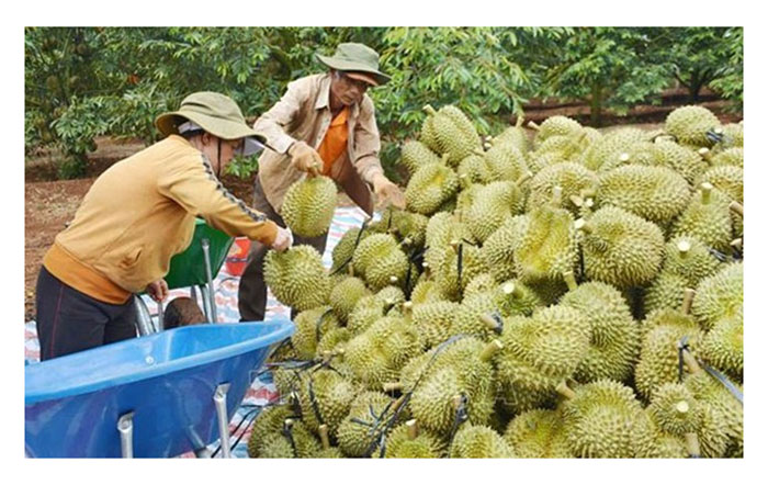 You are currently viewing 15 tahun akan datang ini, pertumbuhan industri durian dijangka akan tetap memberangsangkan kerana permintaan tinggi khasnya dari China. Selepas itu, berikutan banyak kawasan penanaman durian baru mula menghasilkan buah, misalnya Vietnam, Laos, Indonesia, kemboja, Filipina, Thailand dan Malaysia, adakah suasana ini akan berubah malahan pertumbuhan akan mula merosot ?