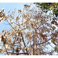 Adakah tanah masam akan menyebabkan daun pokok durian gugur, dahan dan ranting layu?