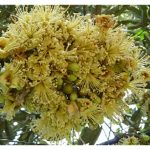 Adakah aplikasi rumusan baja sebatian berkandungan fosforus (P) tinggi juga akan membesarkan saiz biji benih dalam buah durian ? P penting untuk memupuk pembungaan dan selanjutnya meningkatkan kadar pembuahan. Memandangkan biji besar tidak disambut baik oleh pengguna, maka bagaimana masalah ini boleh diselesaikan ?