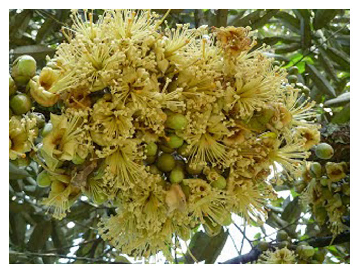 Read more about the article Adakah aplikasi rumusan baja sebatian berkandungan fosforus (P) tinggi juga akan membesarkan saiz biji benih dalam buah durian ? P penting untuk memupuk pembungaan dan selanjutnya meningkatkan kadar pembuahan. Memandangkan biji besar tidak disambut baik oleh pengguna, maka bagaimana masalah ini boleh diselesaikan ?