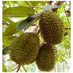 Mana satu formulasi baja sebatian berkandungan fosforus (P) tinggi yang boleh digunakan secara berkesan untuk meningkatkan pembungaan dan pembuahan buah durian ?