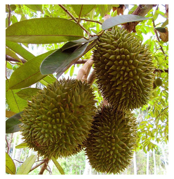 You are currently viewing Mana satu formulasi baja sebatian berkandungan fosforus (P) tinggi yang boleh digunakan secara berkesan untuk meningkatkan pembungaan dan pembuahan buah durian ?