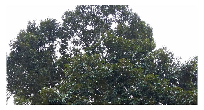 You are currently viewing Secara umumnya kulit buah durian kurang mampu menjalankan fotosintesis kerana kandungan klorofil yang rendah sebaliknya bergantung pada daunnya untuk menyempurnakan proses tersebut. Maka itu kekal lebih banyak daun pada pokok durian kan lebih baik justeru kenapa perlu memangkas pokoknya ?