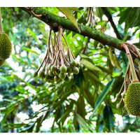 Kandungan asid gugur buah (Abscisic Acid, ABA) jika berlebihan akan menyebabkan buah muda durian mudah gugur. Maka itu, bagaimana mengurangkan kandungan asid tersebut dalam buah supaya buah terus kekal atas pokok ?