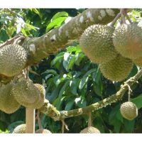 Bentuk buah durian di pangkal dahan amnya lebih besar berbanding buah di hujung dahan, bolehkah saiz yang kecil ini ditambah baik melalui pembajaan ?