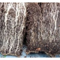 Salah satu kelebihan aplikasi baja mikohiza ke atas tanaman durian ialah memperkasakan sistem akar serta meningkatkan fungsinya dan selanjut pengeluaran hasil buah. Apakah contoh baja mikohiza ini ?