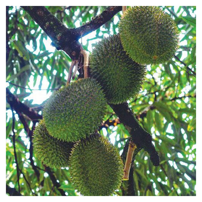 You are currently viewing Pokok durian walaupun tidak dipangkas tetap akan berhasil dengan syarat pembajaan dijalankan mengikut prinsip 4 R ?