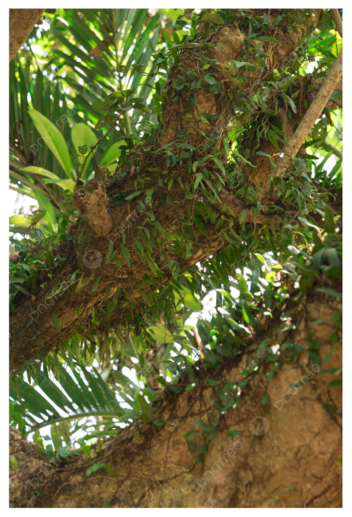 You are currently viewing Membersihkan pokok durian daripada kekotoran dan tumbuhan lumut di dahan dikatakan boleh meningkatkan hasil buah sehingga 20-30% ?