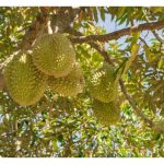 Selain faktor genetik, apa caranya untuk menghasilkan buah durian yang bijinya kecil memandangkan penggemar buah ini lebih suka terhadap biji kecil atau kesep ?