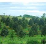 Di Malaysia, kebun durian kononnya dapat dipelihara dengan baik tanpa penggunaan racun serangga, yakni pendekatan kawalan mesra alam. Apa tip di sisi ini supaya berjaya dalam aspek ini ?