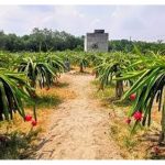 Bilakah Buah Naga Akan Mula Berhasil Serta Bilakah Ia Mencapai Penghasilan Genting? Pada Umur Berapa Ia Perlu Ditanam Semula ?