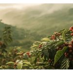 Adakah Senario Semasa Di Malaysia Berbaloi Untuk Menanam Kopi Secara Komersial ?