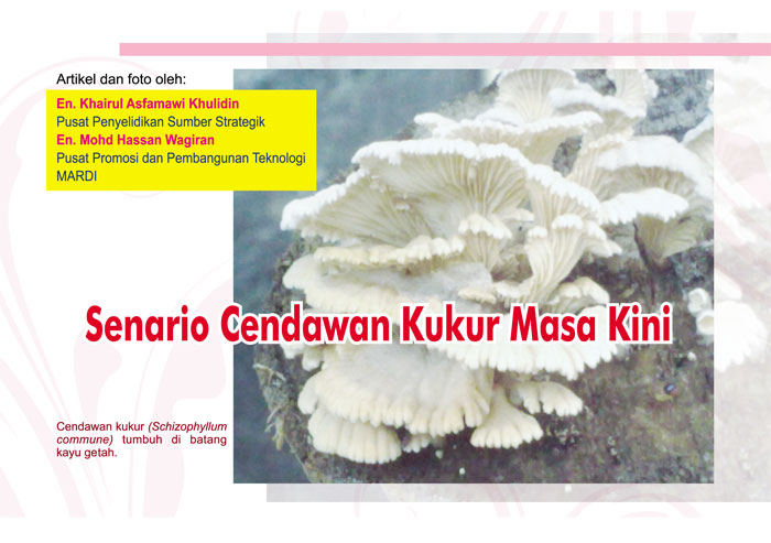 You are currently viewing Senario Cendawan Kukur Masa Kini