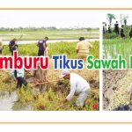Memburu Tikus Sawah Padi