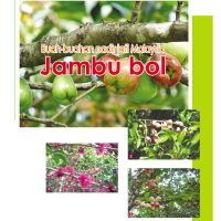 Buah-buahan nadir jati Malaysia Jambu bol