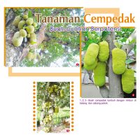 Tanaman Cempedak Buah-buahan Berpotensi