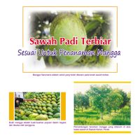 Sawah Padi Terbiar Sesuai Untuk Penanaman Mangga