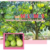 Limau bali MELOMAS Varieti Baru Untuk Pasaran Sedia Ada Dan Baru (Bahagian 2/2)