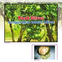 Buah Sitrus menggerakkan industri hiliran