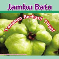 Jambu Batu Tanaman Berhasil Tinggi (Bahagian 2/2)