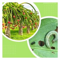 Bagaimana Pokok Buah Di Kawasan Tropika Boleh Membina Daya Rintangan Diri Terhadap Serangan Penyakit Dan Serangga Perosak Tanpa Menggunakan Racun Perosak kimia ?