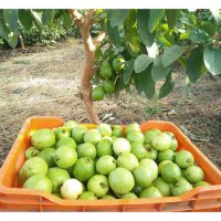 Apakah bantuan kewangan dari Kementerian Pertanian Malaysia Kepada usahawan buah-buahan ?