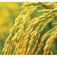 Cadangan pembajaan yang optimum untuk tanaman padi di Malaysia. Adakah program tersebut harus termasuk baja foliar serta biostimulan lain bagi memperkasakan prestasinya ?