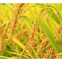 Petani padi di Malaysia digalakkan menggunakan baja biostimulan yang amnya mengandungi nutrien surih dan asid amino untuk memperkasakan tanaman mereka ?