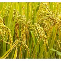 Umumnya baja surih dalam bentuk semburan foliar atau daun digunakan ke atas tanaman padi berbanding baja surih butiran. Kenapa ?