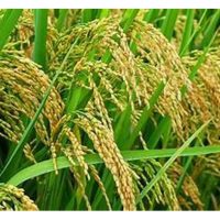 Baja surih (trace elements) memainkan peranan sangat penting terhadap tanaman padi. Apa kesannya selepas aplikasi baja tersebut ?