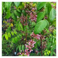 Tanaman belimbing kebiasaan berbunga dengan banyak. Apakah baja yang sesuai untuk mengekalkan putik buah serta pembentukan buah berkualiti, umpamanya kemanisan?