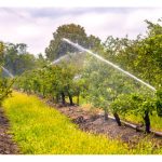 Huraikan dengan terperinci tanaman buah-buahan di Malaysia yang sesuai menerapkan sistem pengairan renjisan (sprinkler irrigation).