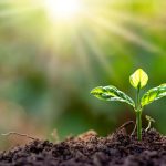 Kini, ada produk wujud di pasaran yang mampu meningkatkan kadar penerimaan pancaran matahari untuk digunakan oleh tanaman bagi memperkasakan proses fotosintesis serta produktiviti tanaman. Apa jenis produk tersebut? Adakah produk ini mendatangkan kesan positif kepada tanaman?