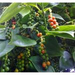 Secara umumnya, jenis racun apakah yang berspektrum luas dan mampu mengawal kebanyakan serangga perosak di kebun lada hitam Malaysia?