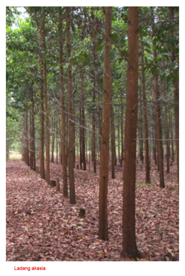 Read more about the article Adakah pengusahaan ladang pokok hutan untuk kayunya memberi pulangan lumayan berbanding tanaman industri lain seperti kelapa sawit di Malaysia?