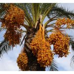 Adakah pokok kurma sesuai diusahakan di Malaysia? Jika dibandingkan dengan pokok kelapa, mana satu lebih berpotensi mendapat pulangan yang lebih besar ?