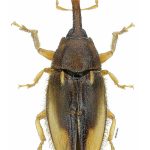 Elaeidobius kamerunicus adalah kumbang pendebunga sawit yang unggul. Adakah kumbang ini juga pendebunga kepada tanaman kurma ?