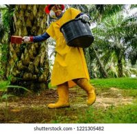 Adakah pembajaan di ladang sawit di Malaysia yang secara umumnya tidak memadai termasuk dos aplikasi tidak mencukupi menjadi faktor utama kepada prestasi hasil yang tidak menggalakkan sepanjang tempoh 20 tahun ini ?